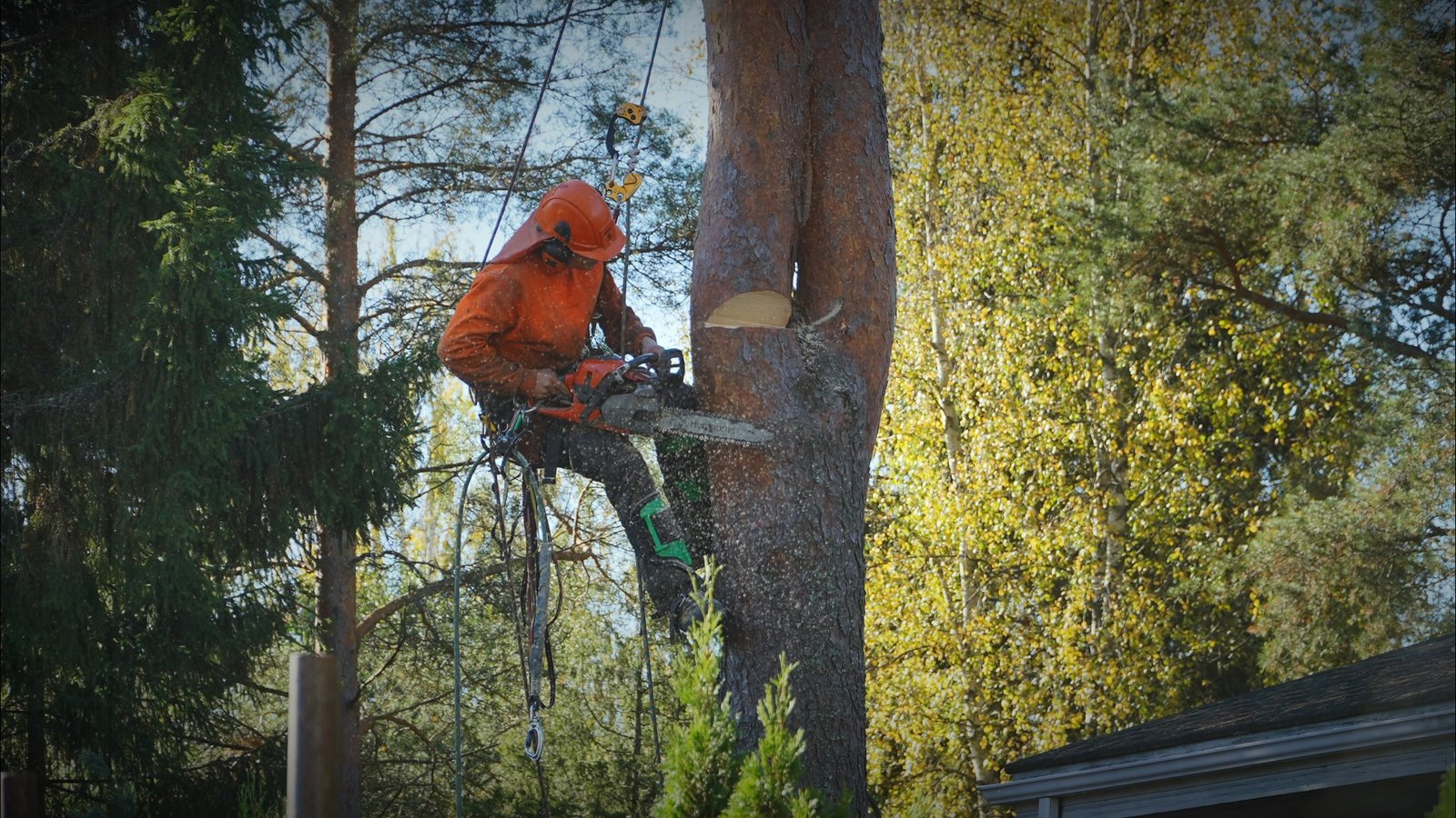 Puunkaato Lempäälä Haurala - Apestorm